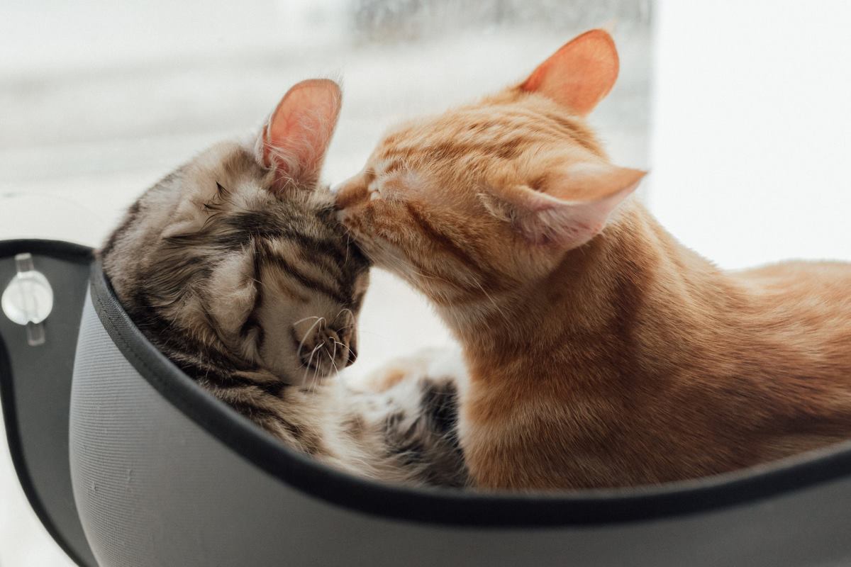 adoption d'un second chat ce qu'il faut faire et ne pas faire