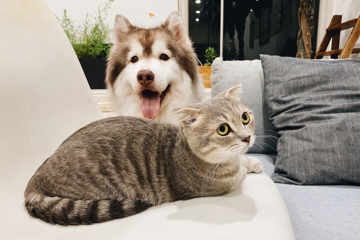 bien être des animaux conseils et astuces