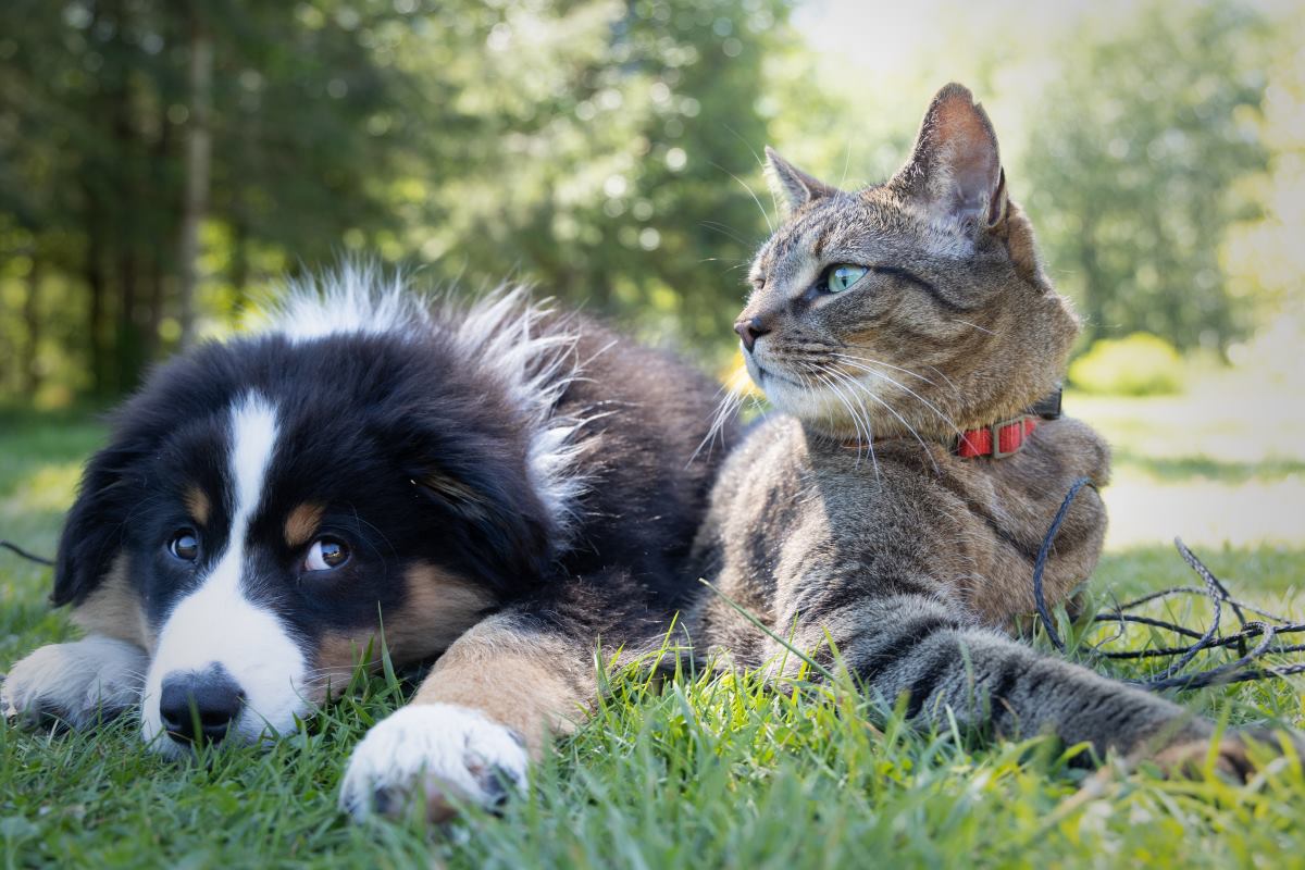 favoriser bien être animal