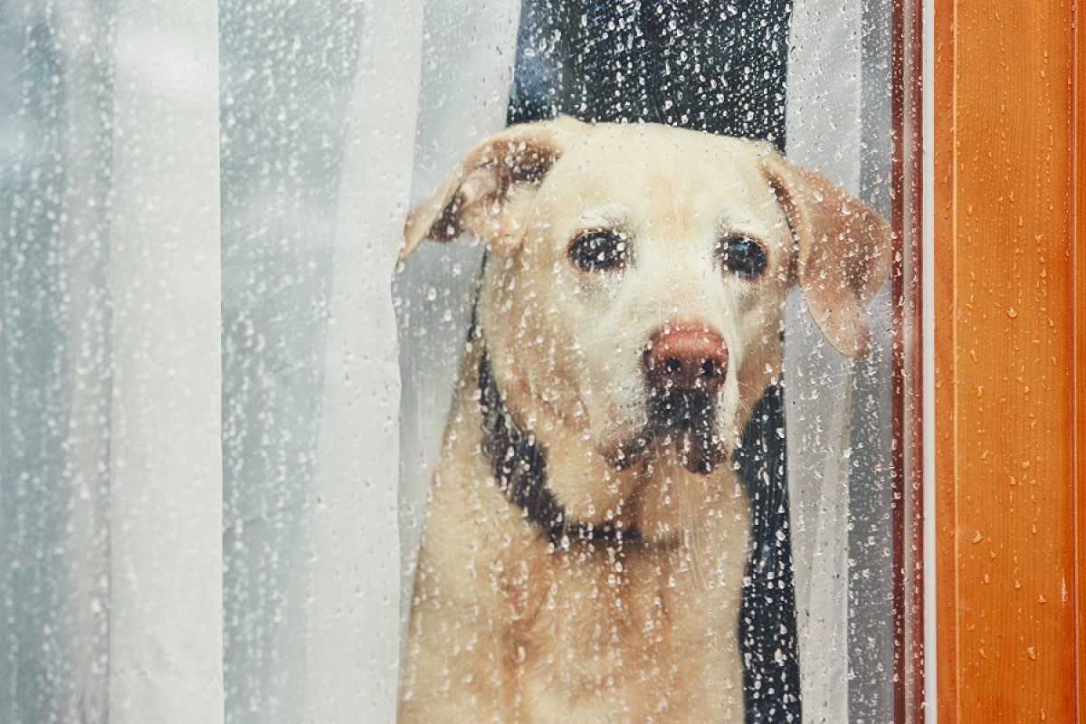 3 choses à savoir sur l'anxiété de séparation chez le chien