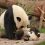 Combien reste-t-il de pandas géants dans le monde ? Ce chiffre va vous surprendre