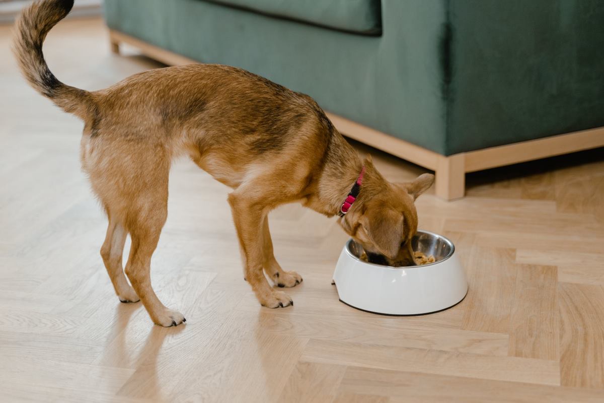 ce qu'il faut éviter si votre chien a du diabète