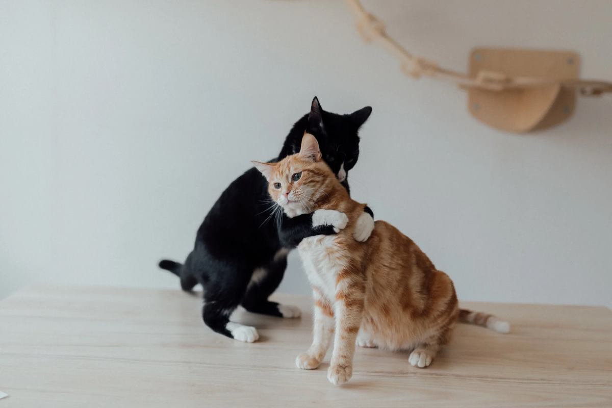 les 4 races de chats les plus affectueux
