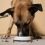 Les chiens changent-ils de régime alimentaire selon les saisons ?