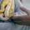 Puis-je assurer un serpent comme animal domestique ? Le guide complet pour protéger ton reptile