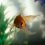 Comment s&rsquo;occuper d&rsquo;un poisson rouge en aquarium ?
