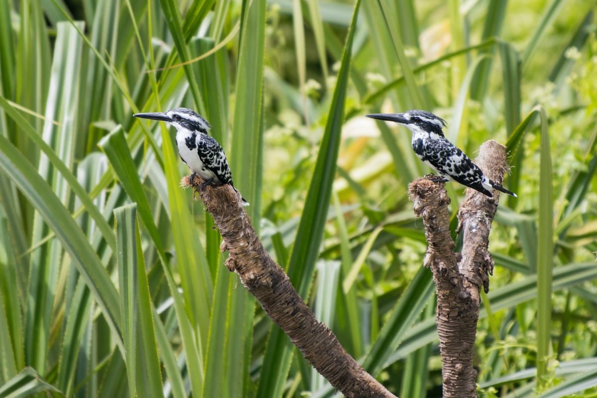 les oiseaux les plus exotiques les plus beaux spécimens de la nature