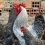 Les poules et les coqs s&rsquo;entendent-ils vraiment bien ?