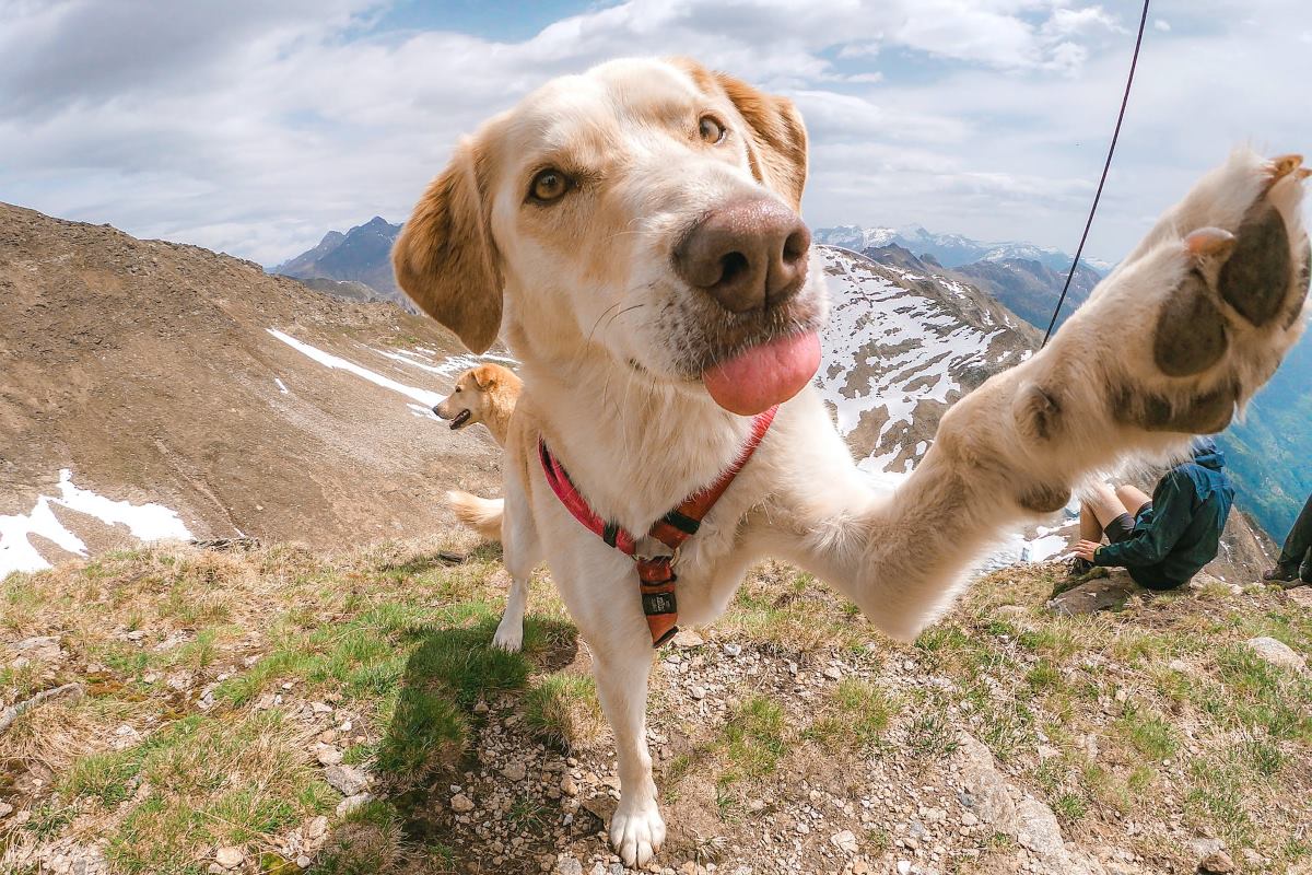 obéissance canine – comment bien éduquer son chien
