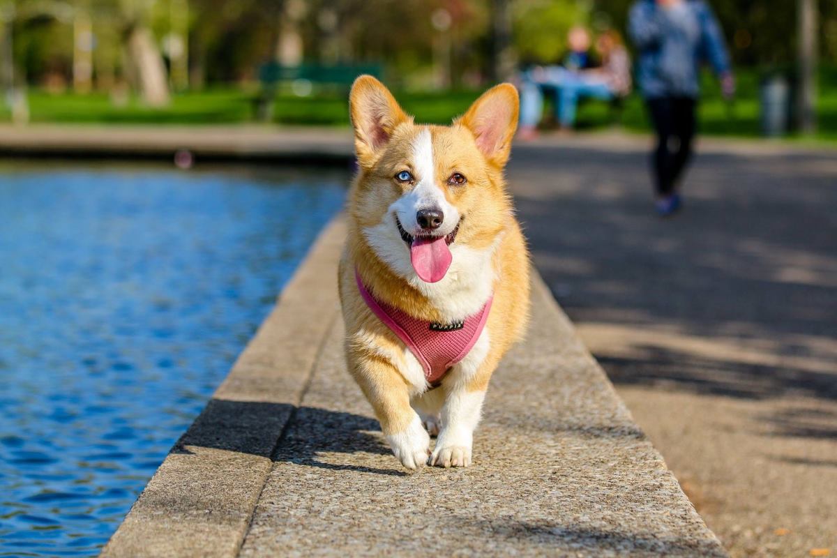 obéissance du chien et éducation canine