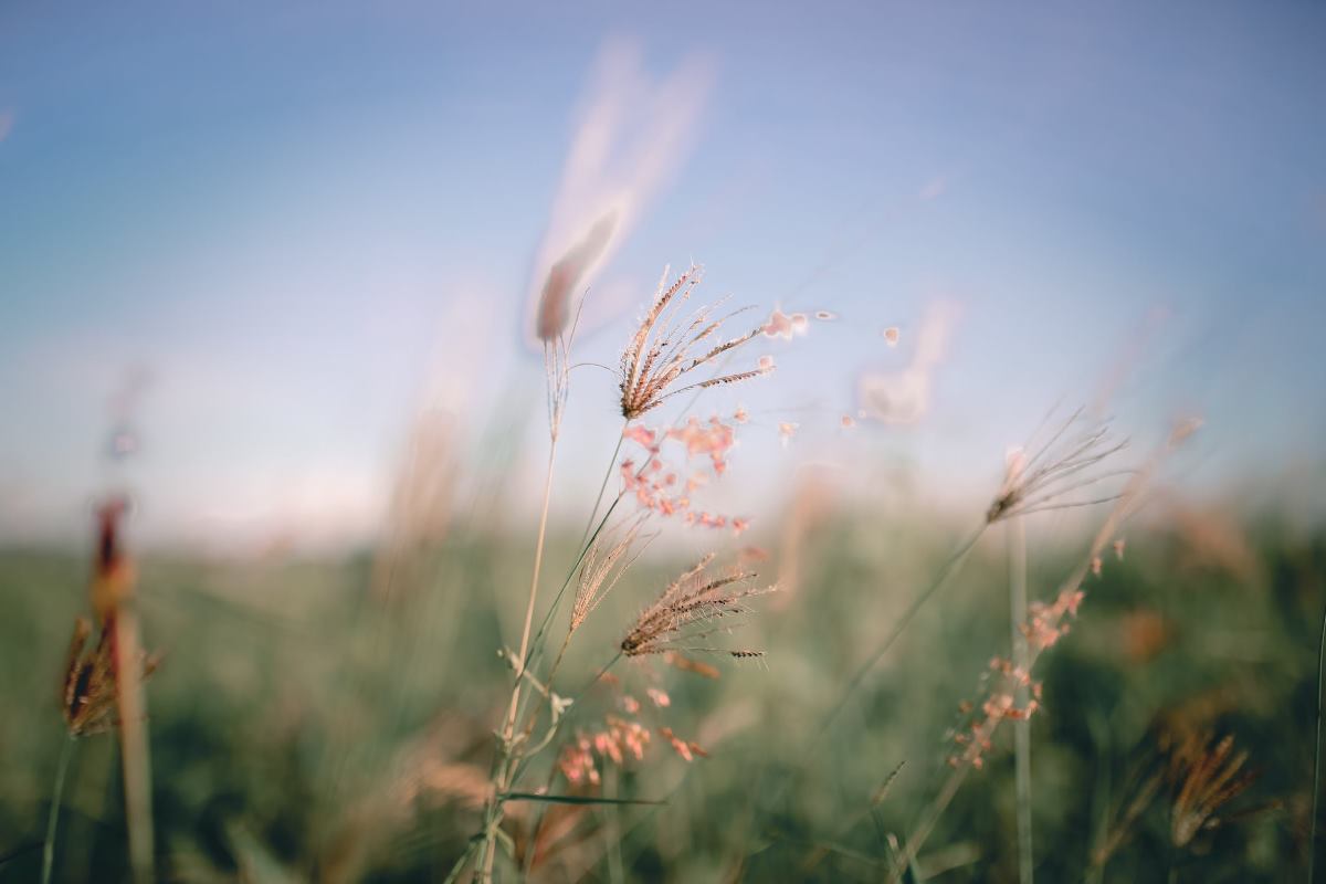 où acheter de la mélasse pour animaux