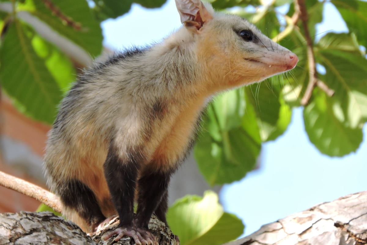 quel animal est un opossum