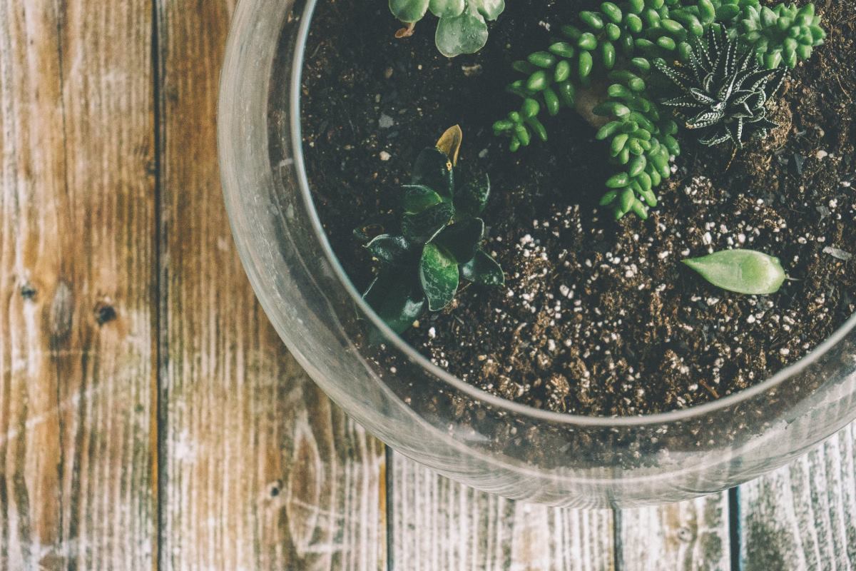 quel brumisateur acheter et choisir pour son terrarium