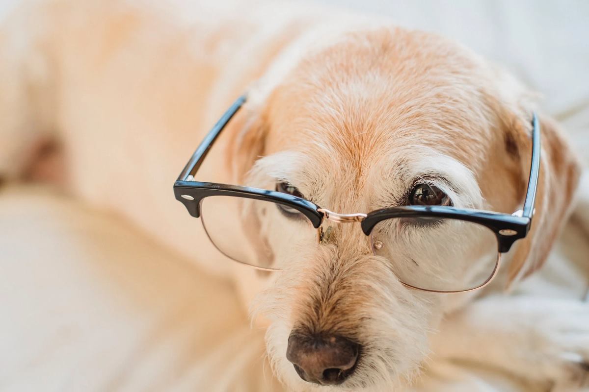 quels sont les animaux les plus intelligents