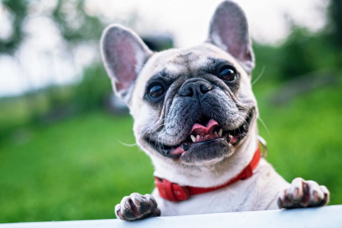 apprentissage du chien