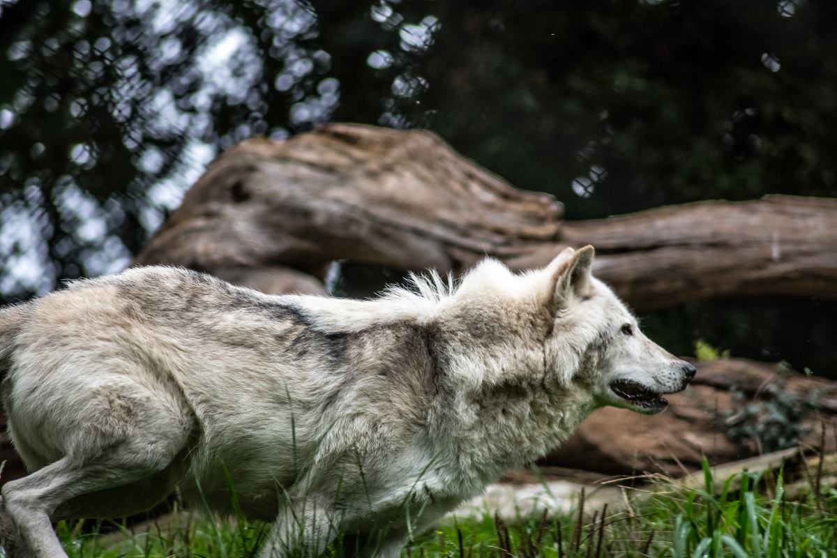 apprivoiser un animal dangereux