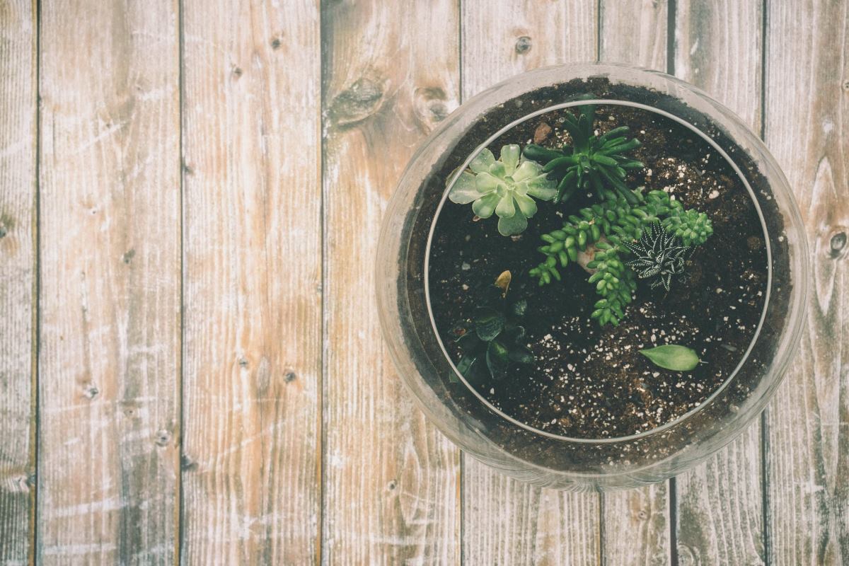 brumisateur terrarium