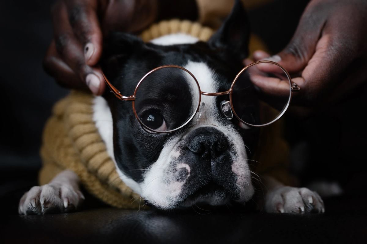 chien intelligent