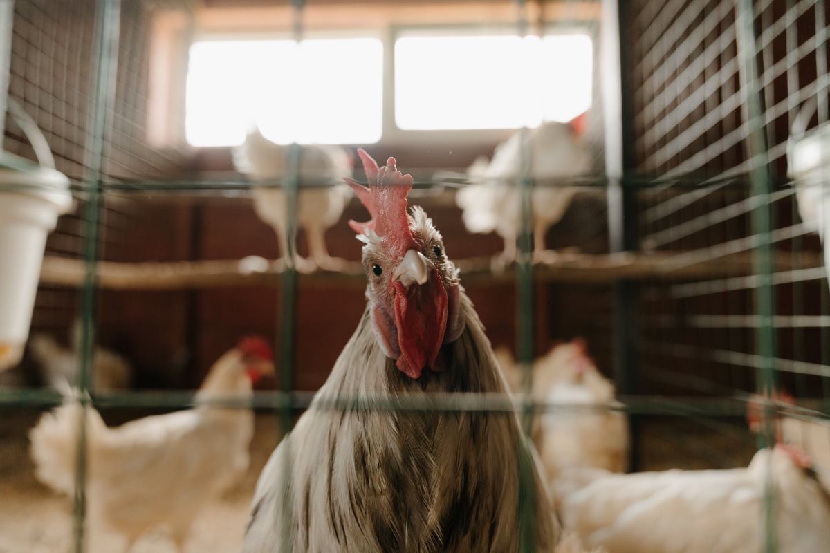 protection des poules