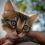 Les chats peuvent-ils attraper des coups de soleil ? ?