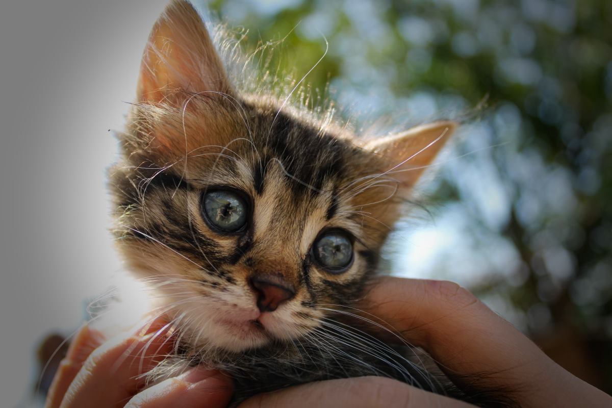 Les chats peuvent-ils attraper des coups de soleil ? ?