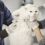 Les chats ressentent-ils vraiment la douleur comme nous ?