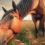 Adapter l&rsquo;alimentation de votre cheval aux saisons : guide pratique
