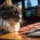 Mon chat a boudé son saumon… Les 10 aliments qui font vibrer les papilles félines !