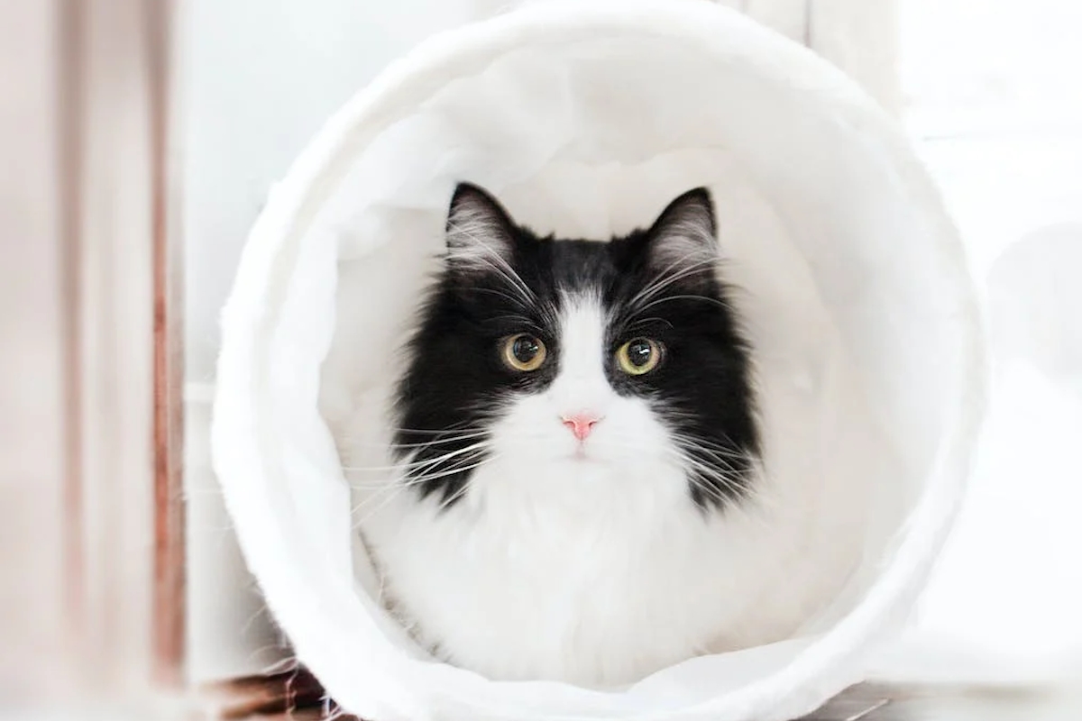 Pourquoi adopter un chat noir et blanc ? Les secrets de ces félins irrésistibles