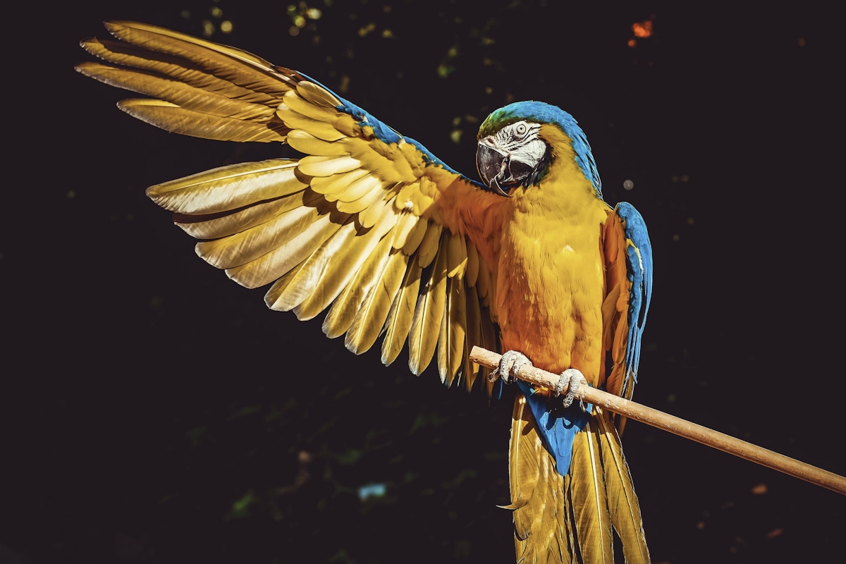 les oiseaux polyglottes secrets pour enseigner des mots à votre perroquet