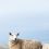 Le guide ultime pour prendre soin de vos moutons avec les meilleurs équipements