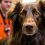 Comment savoir si mon chien a des problèmes de vue et l&rsquo;aider au quotidien ?