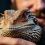 J&rsquo;ai trouvé un python dans une bourse aux reptiles… Comment choisir son premier serpent sans finir aux urgences !