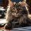 Combien de temps faut-il à un chat adulte pour s&rsquo;adapter à son nouveau foyer ?