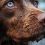 Les yeux bleus chez le Jack Russell : ce regard qui fait fondre tous les cœurs