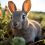 Pourquoi avoir un lapin peut-il être mauvais pour ta santé ?