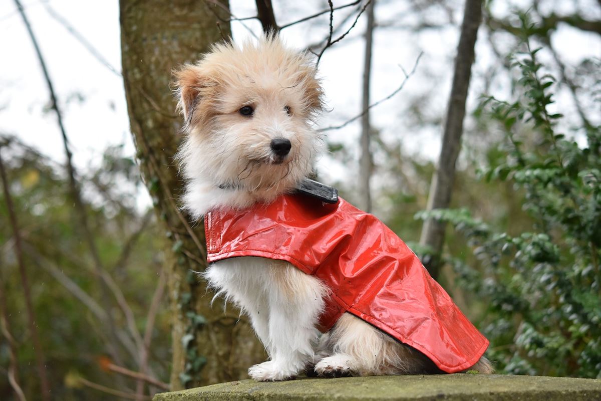 un manteau pour chien maintient votre chien propre et sec