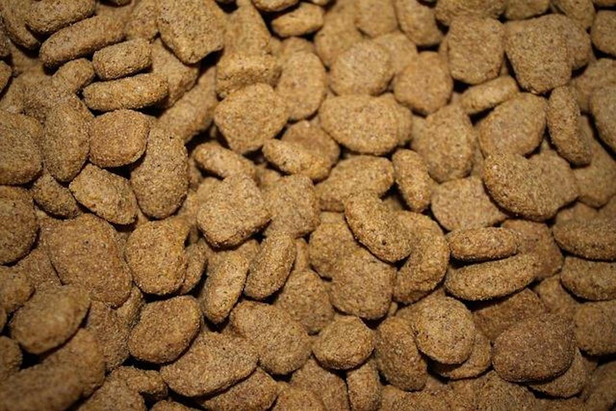 le processus de création des croquettes sur mesure de la consultation à la livraison