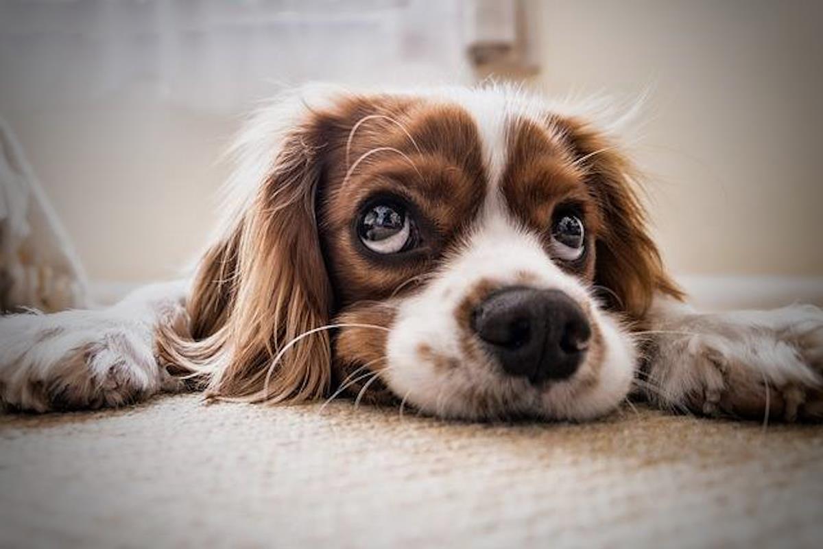 quel est le meilleur comportement à adopter avec un animal