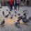 Pourquoi il faut éviter de nourrir les pigeons : la vérité sur cette habitude urbaine