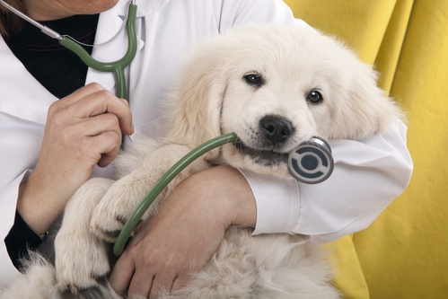 santé canine quels sont les signes d'un chien en bonne santé