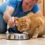 Mon chat vomit ses croquettes entières… Le signal d&rsquo;alarme que j&rsquo;ai failli ignorer !
