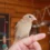 Prix Moineau du Japon : quel budget prévoir pour ce petit oiseau ?