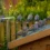 Tourterelles envahissantes : Comment les faire fuir et les éloigner de votre jardin ?