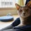 Mon chat abandonné m&rsquo;a ouvert les yeux… Ce que j&rsquo;aurais voulu savoir sur l&rsquo;adoption avant de craquer !