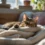 Mon chat ronronne en pétrissant ma couverture… Le secret de ce massage nocturne enfin révélé !