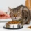 Mon chat refuse ses nouvelles croquettes… L&rsquo;erreur que font 90% des propriétaires !