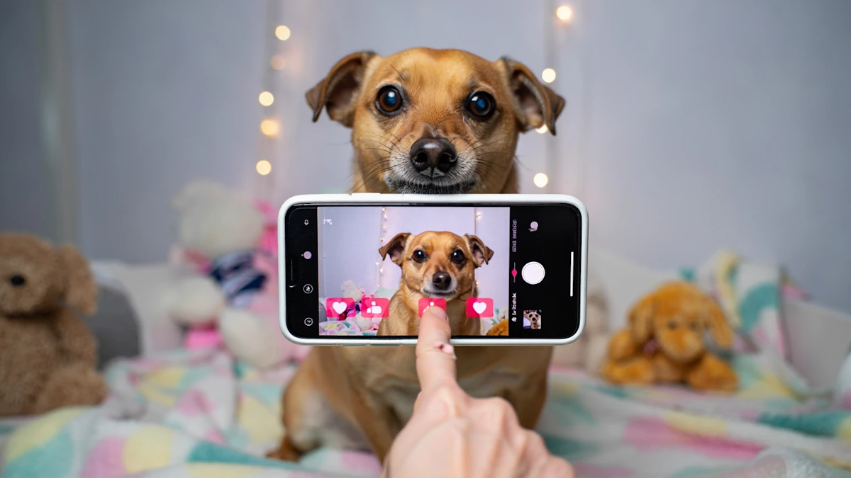 tiktok bannit les chiens trop craquants