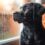 Ce petit labrador noir m&rsquo;a appris une leçon que tous les propriétaires devraient connaître