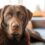 Cette erreur avec mon labrador chocolat a failli me coûter sa santé
